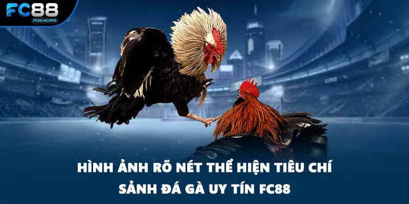 Hình ảnh rõ nét thể hiện tiêu chí sảnh đá gà uy tín FC88